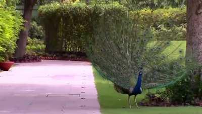 PM Modi shares videos of precious moments feeding peacocks, wins the internet