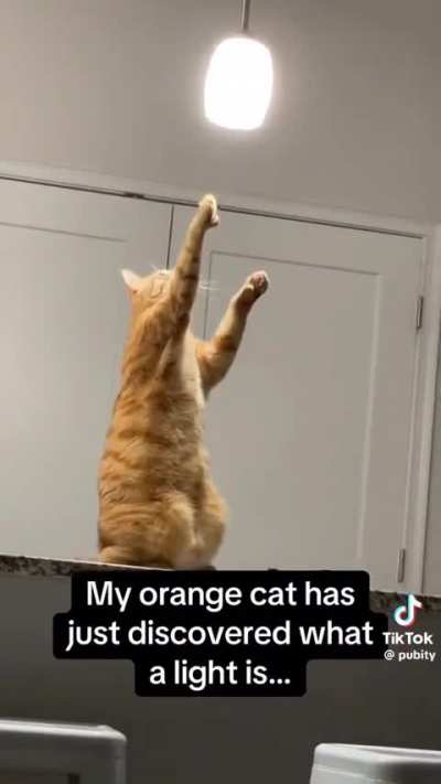 Orange cat things