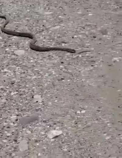 🔥 Snake-Fu or 'Who Stung Rodger Rabbit'🔥