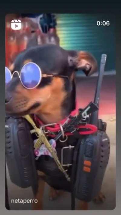 ferocious narco perro