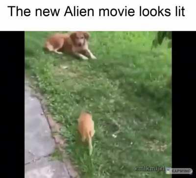 Alien XII: Return of the Xenomeowphs