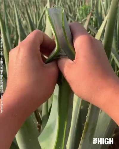 This aloe vera leaf