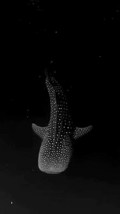 A whale shark gliding through bioluminescent algae appears to be swimming in space.