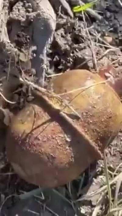 Russian soldiers published a video of grenades they received - they appear to be very rusty and unsafe. Reportedly in Kherson direction.