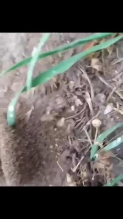 This ant hill