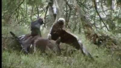 Two dueling capercaillies attract the attention of a golden eagle which finishes off both of them.