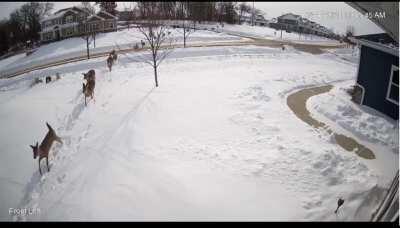 I think our neighborhood has a deer problem - from my neighbor's front door in Deforest.