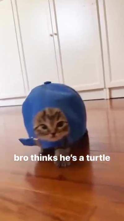 wunkurtle