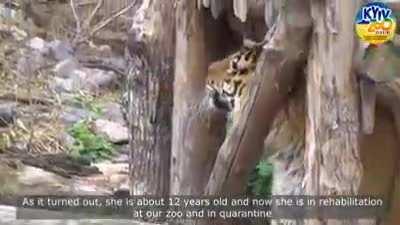 A tigress in Kharkiv goes out of her enclosure. The tigress Dalila, who was rescued from a private zoo in Kharkiv.