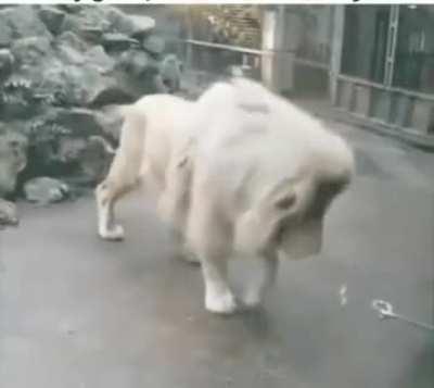 A lion meets a bubble