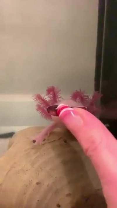 Axolotl got the drip 😎