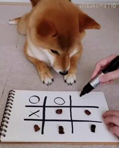 This dog enjoys playing tic tac toe