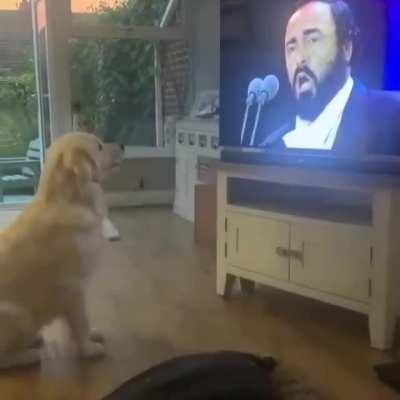 Dog's Reaction when he hears his Favourite Artist and Song.