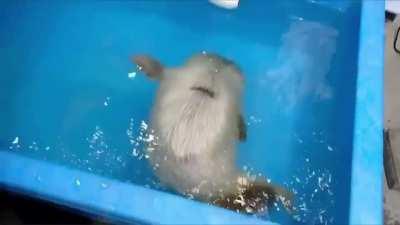 rescued baby seal's first swim lesson