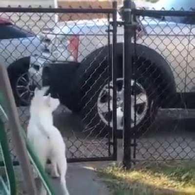 blind and deaf dog, using his sense of smell to identify that his owner is getting home.