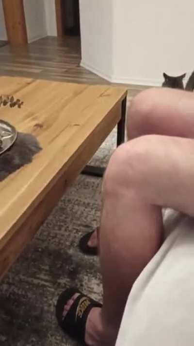 Cat falling down the table and wondering what happend