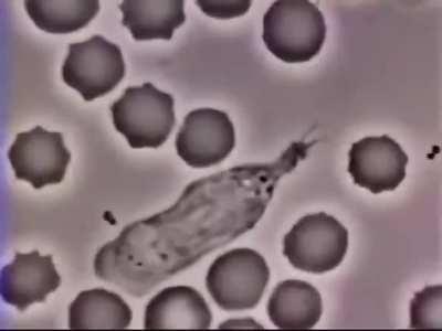 Fascinating footage of a human white blood cell chasing a bacterium captured through a microscope. Credit: David Rogers