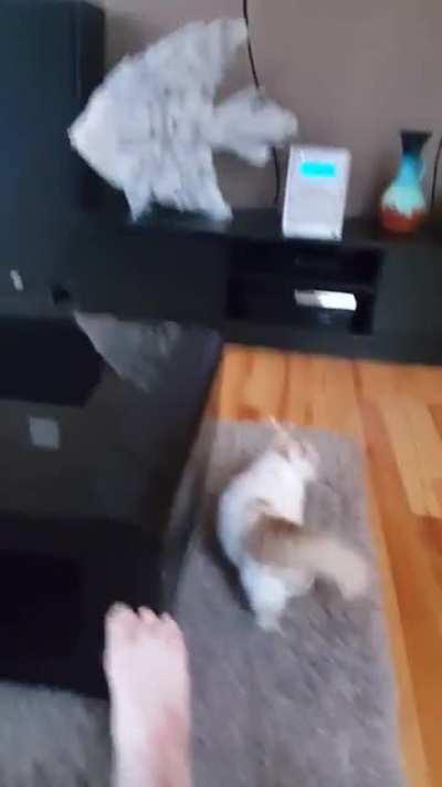 Munchkin cat parkour