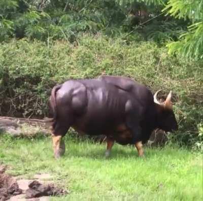 🔥 The Indian Bison aka Gaur is the largest bovine in the world