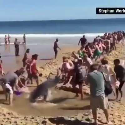 Group of good Samaritans dig a trench in a beach to rescue a stranded great white