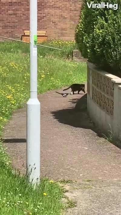 Magpie pretends not to follow the cat