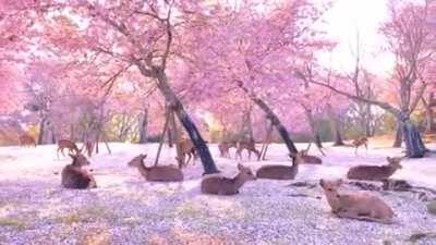 Herd of deer relaxing among some cherry blossom trees in Nara, Japan.