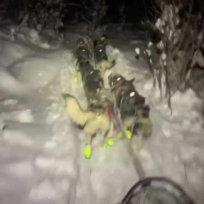 Sled dogs have been in use in Alaska for about 9,000 years. Here's 13-strong team of them mushing in Alaska.