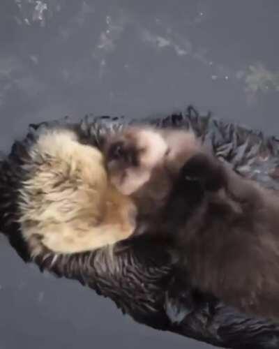 Sure looks like Otter love - emotion