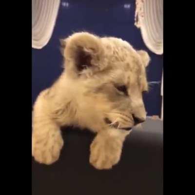 The cutest lion cub roar you will ever hear :)