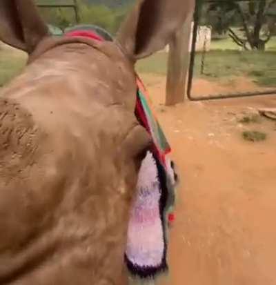 Baby Rhino with blanket, mlem