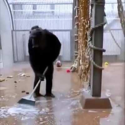 [OC] Zookeeper left a broom in the cage...