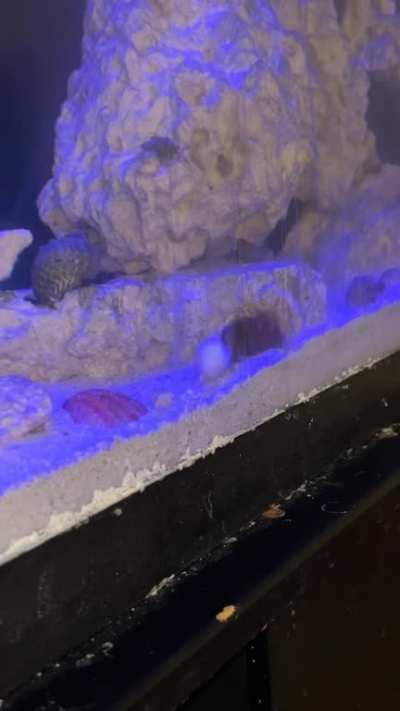 Blenny goes Crazy over scallops