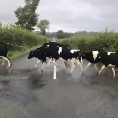 Calves thinking they have to jump over the white line