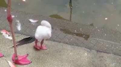 a baby flamingo learning to stand on one leg