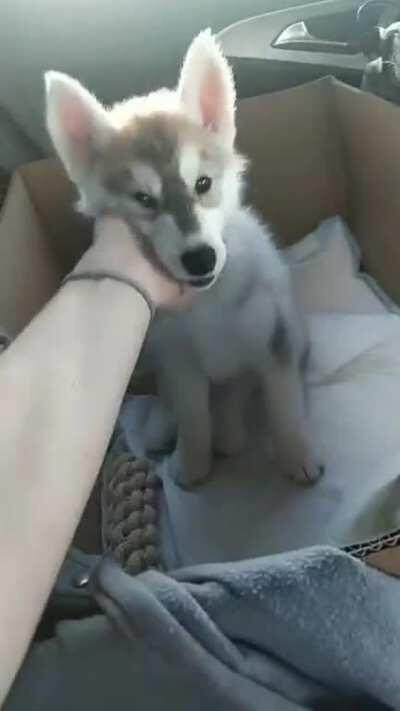 My boss got his new Husky puppy. I'm in love