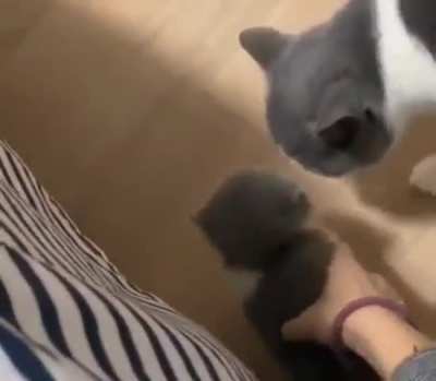 Cat brings her kittens to her owner's bed at night to show she trusts them