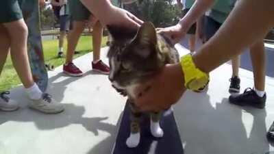 Skater cat!