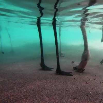 The view of flamingos feeding under water