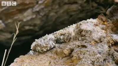 Look closely... that is not a spider. The spider-tailed horned viper uses the tip of its tail to lure birds.