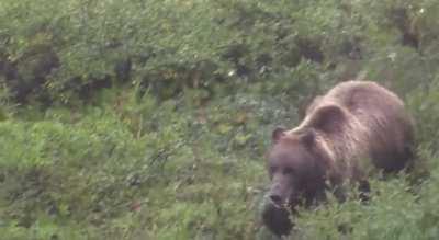 Grizzly bear running, it can cover 50 yards in just 3 seconds.