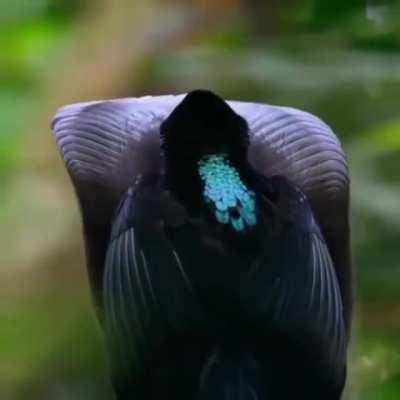 🔥 A male Epimachus Fastuosus aka Black Sicklebill - One of the Birds of Paradise displaying his majestic moves for a female 🔥