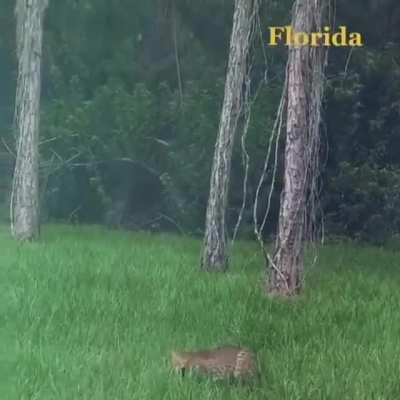 🔥 An epic duel between a bobcat and a baby alligator 🔥