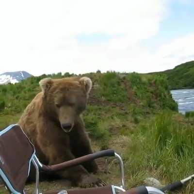 Brown bear takes a seat next to a fisherman