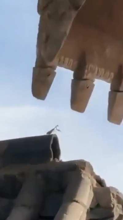 Praying mantis standing up to bulldozer