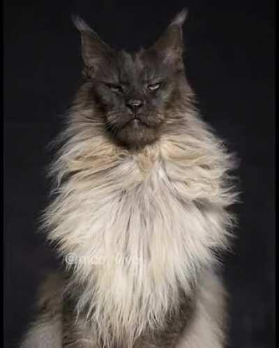 Majestic Maine Coon