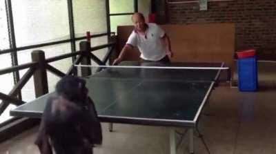 A chimpanzee playing table tennis