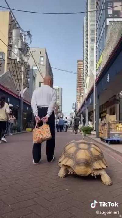 Man takes his turtle for walks to reduce the turtle's stress.