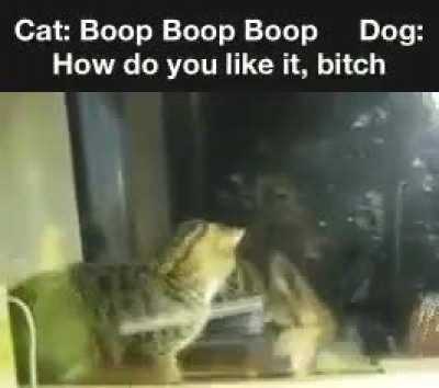 WCGW while boop