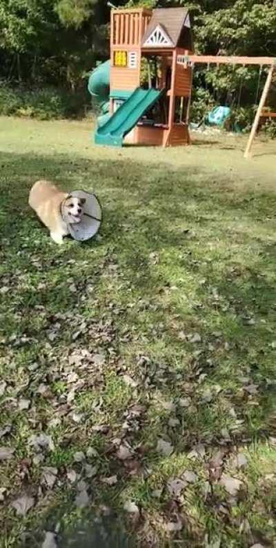 Ball. Corgi in a cone.