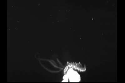 Footage of a giant squid, lured in by a device simulating a bioluminescent animal.